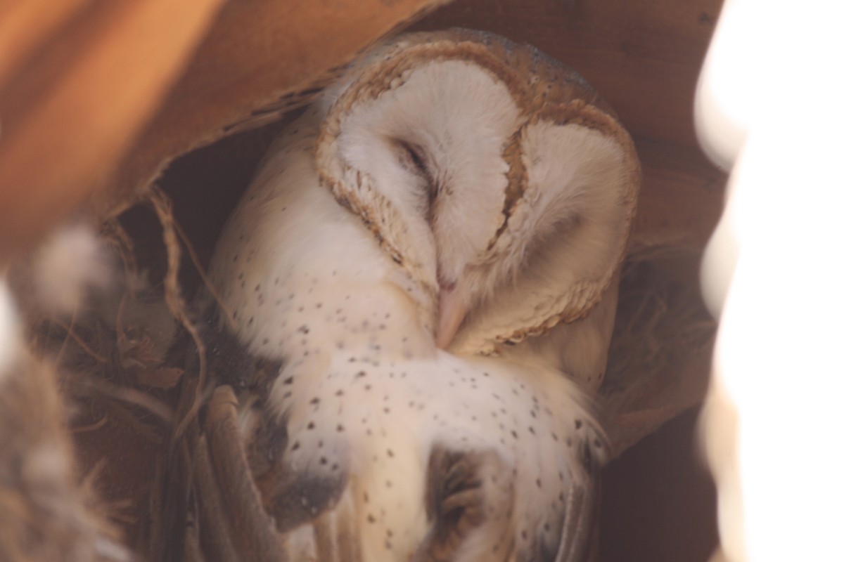 Barn Owl - Jon Isacoff