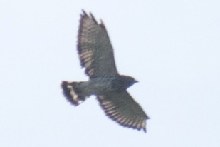 Broad-winged Hawk - ML33361791