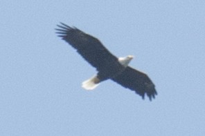 Bald Eagle - ML33361951