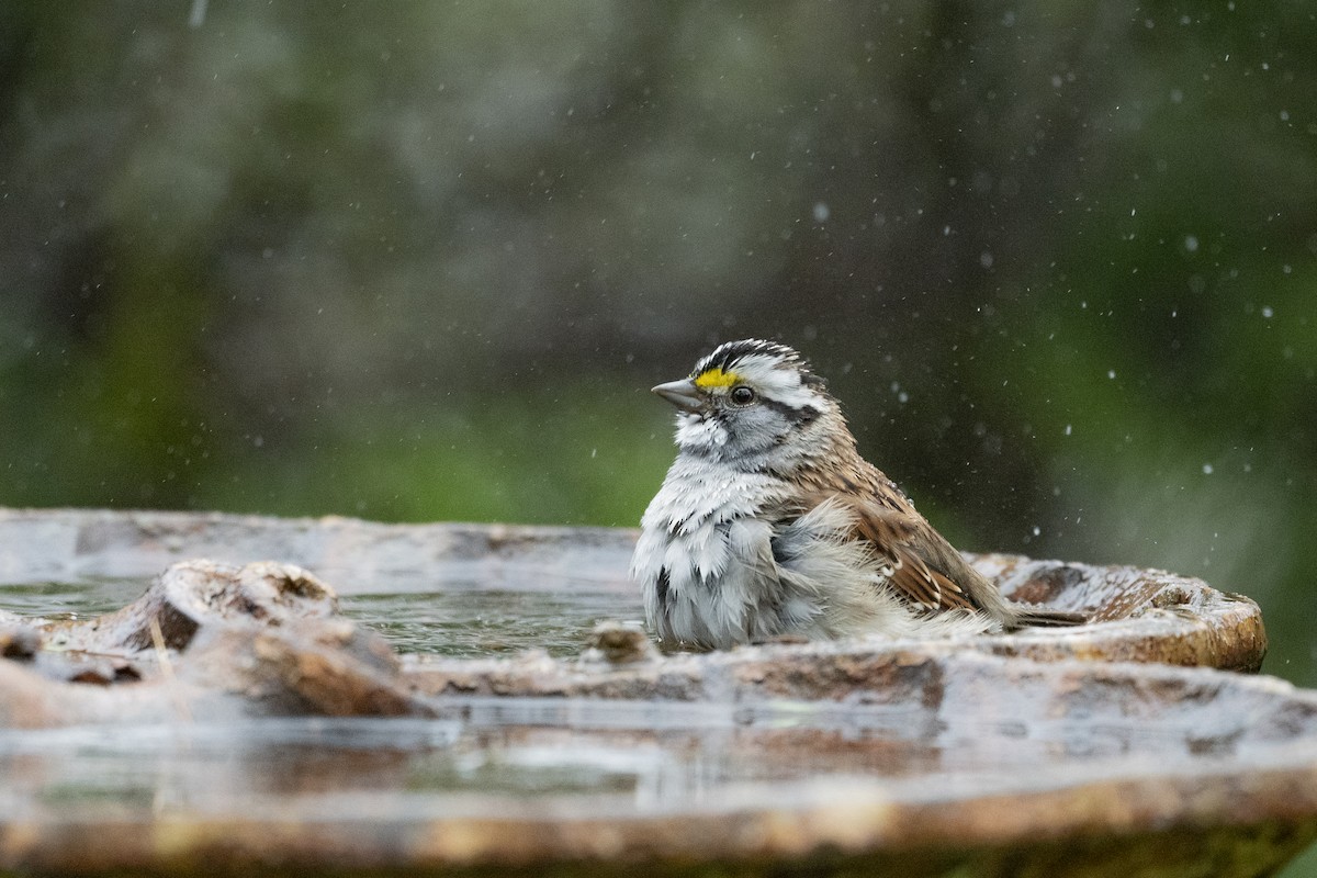 White-throated Sparrow - ML333623881