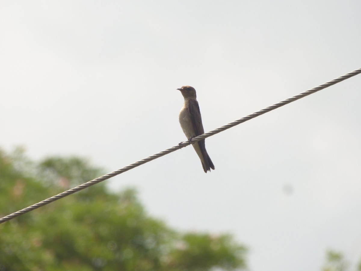 Northern Rough-winged Swallow - ML333635711