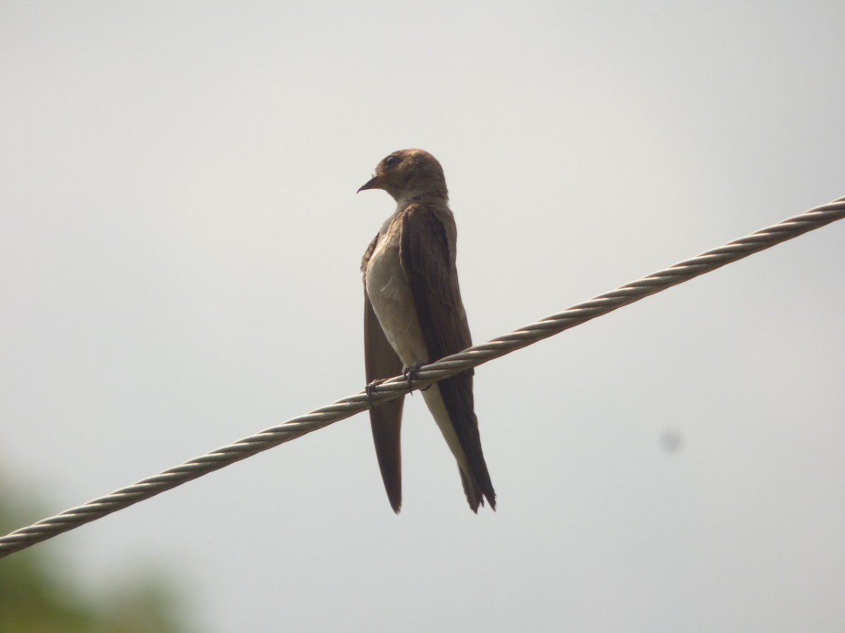 Northern Rough-winged Swallow - ML333635891