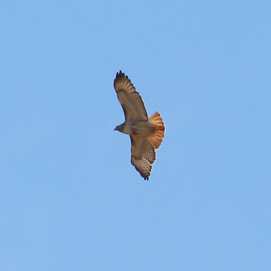 Red-tailed Hawk - ML333638071