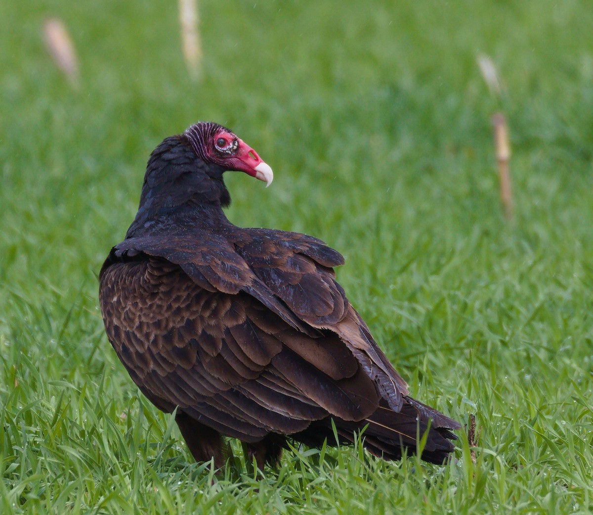 Turkey Vulture - ML333641971