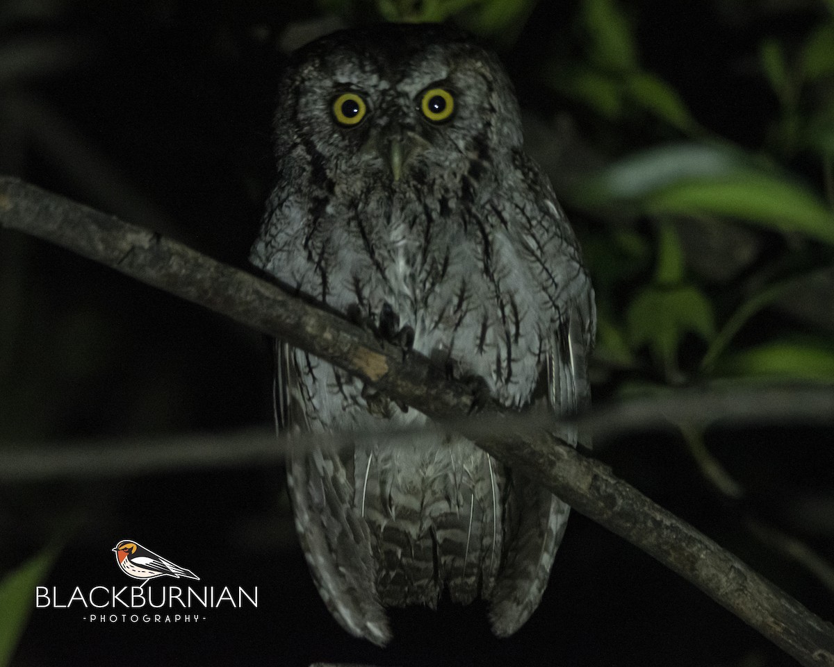 Eastern Screech-Owl - Leonardo Guzmán (Kingfisher Birdwatching Nuevo León)
