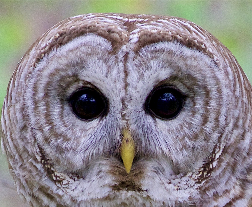 Barred Owl - ML333646121