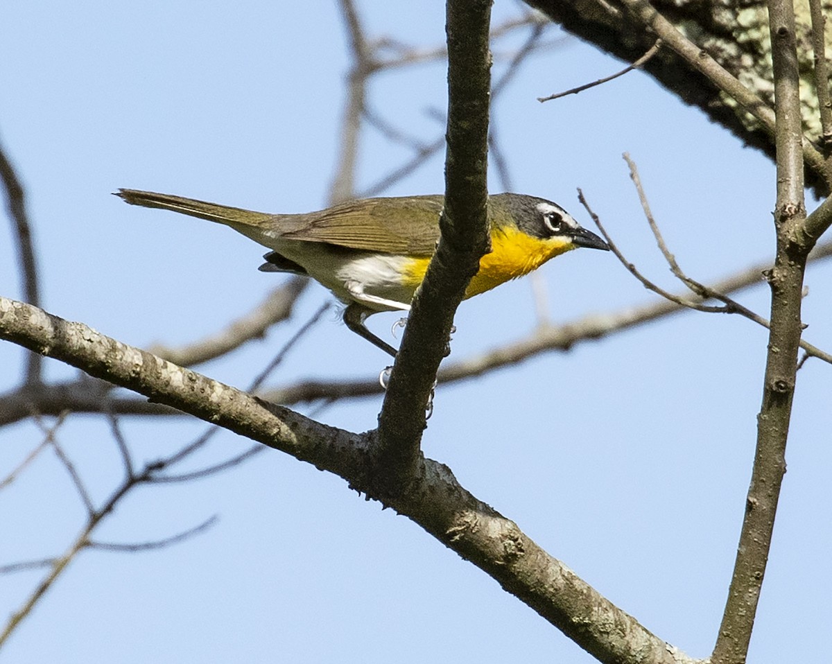 Yellow-breasted Chat - ML333646741