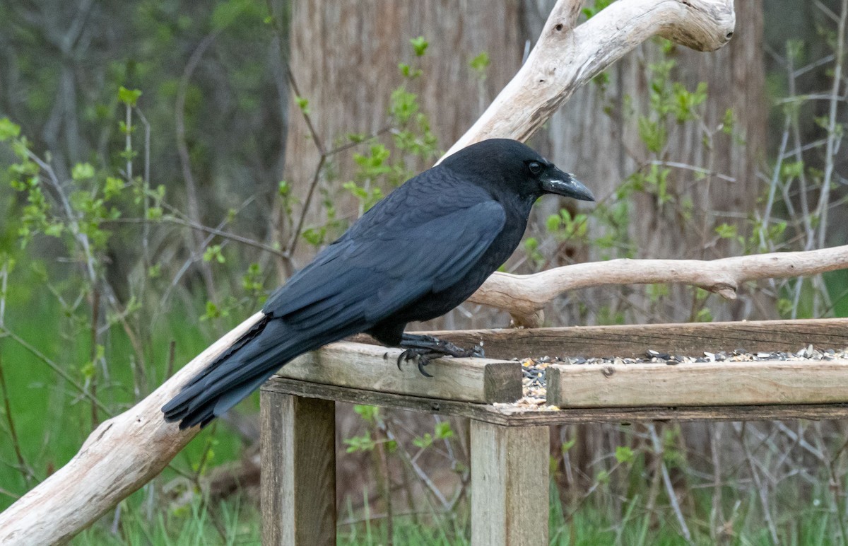 American Crow - ML333651161
