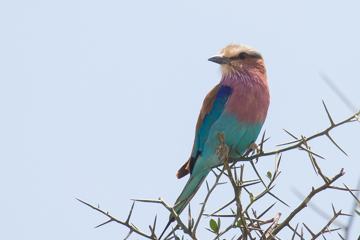 Lilac-breasted Roller - John Jackson