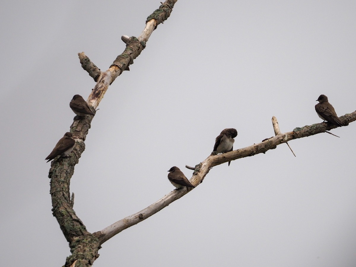 Northern Rough-winged Swallow - ML333652331