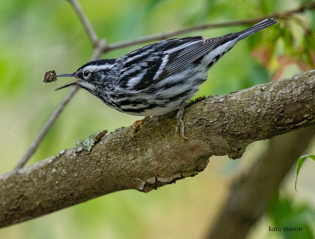 Black-and-white Warbler - ML333656251