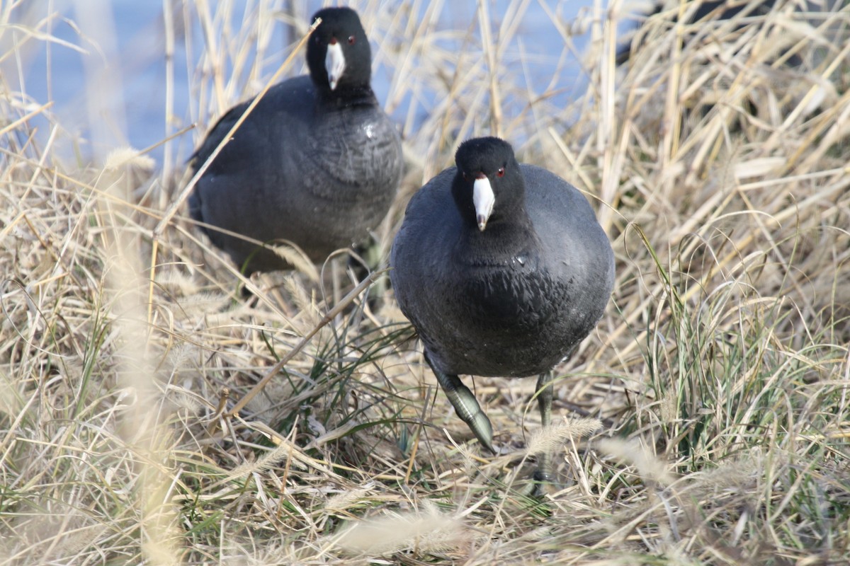 American Coot (Red-shielded) - Jon Isacoff