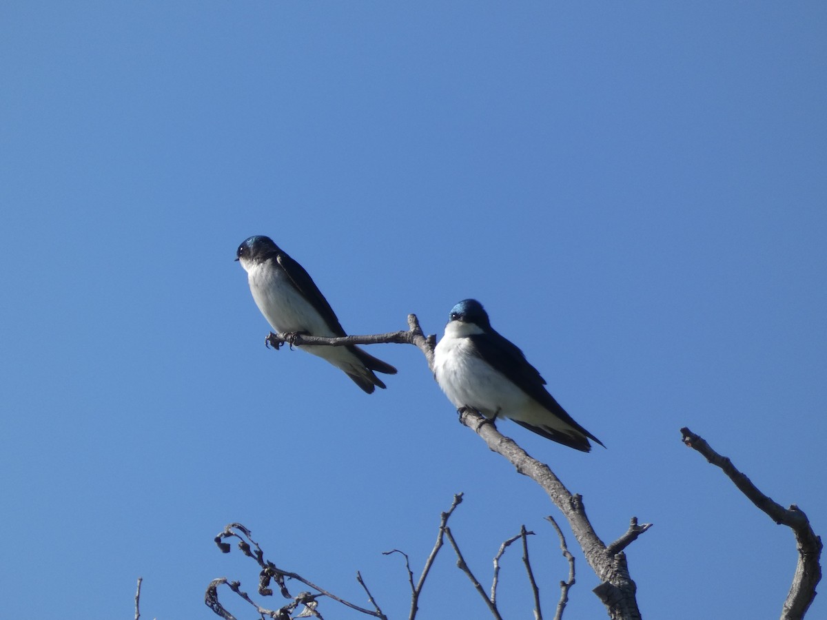 Tree Swallow - bonnie henson