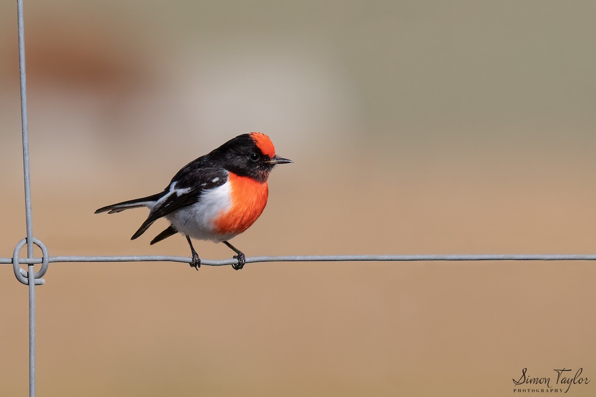 Red-capped Robin - ML333667211