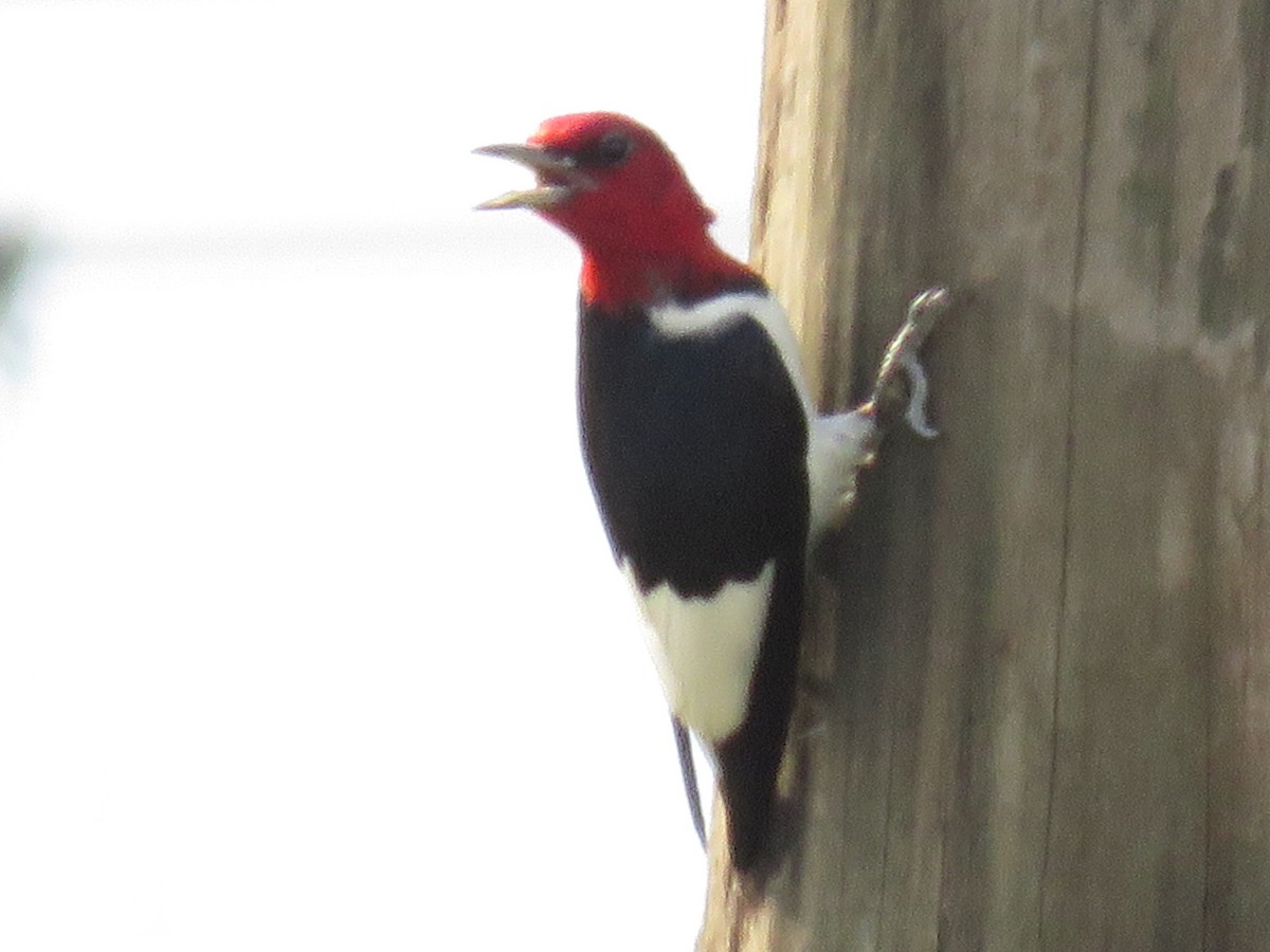 Red-headed Woodpecker - Jeannie Wood