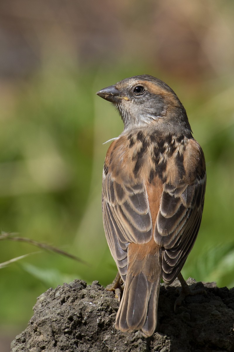 Kenya Rufous Sparrow - ML333675751