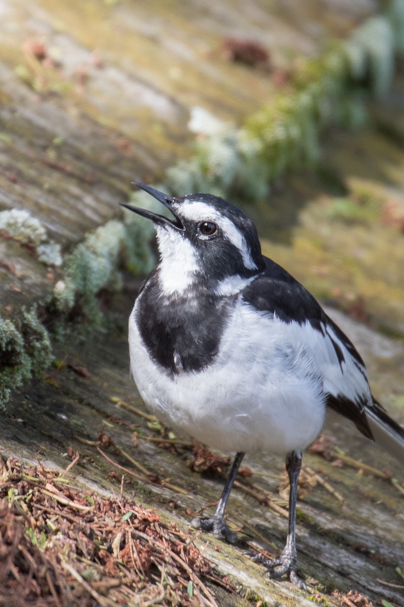 African Pied Wagtail - ML333675811