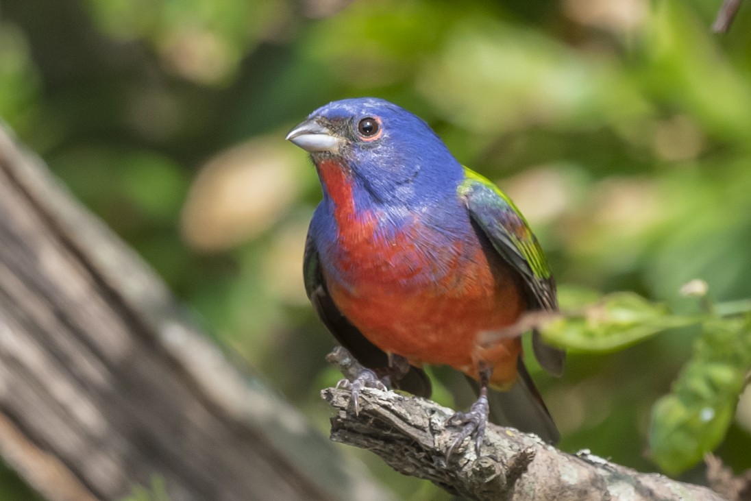 Painted Bunting - ML333677261