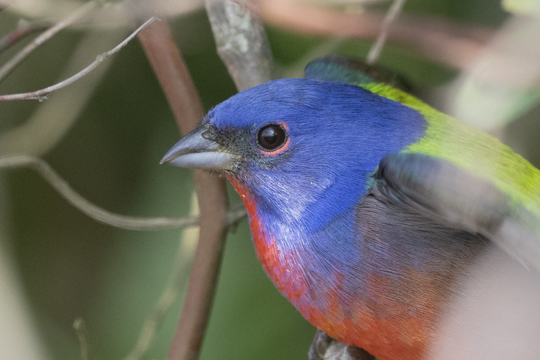 Painted Bunting - ML333677271