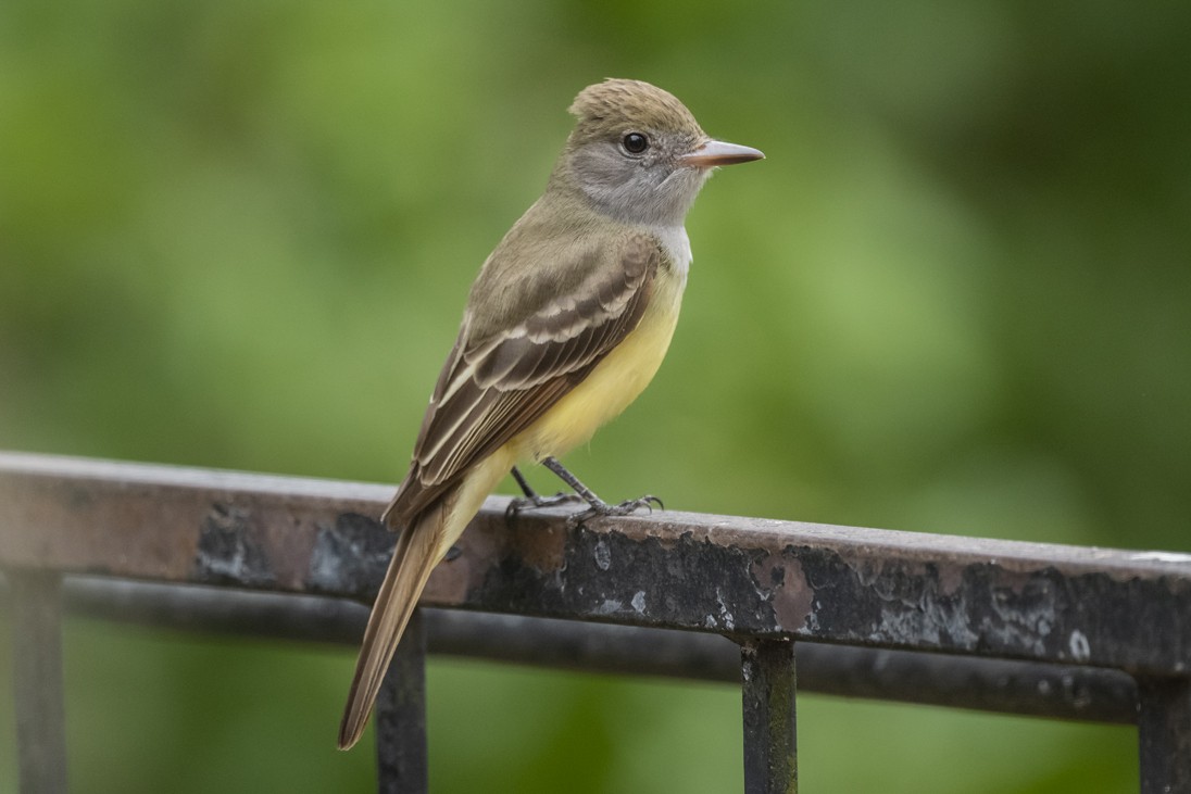 Great Crested Flycatcher - ML333677481