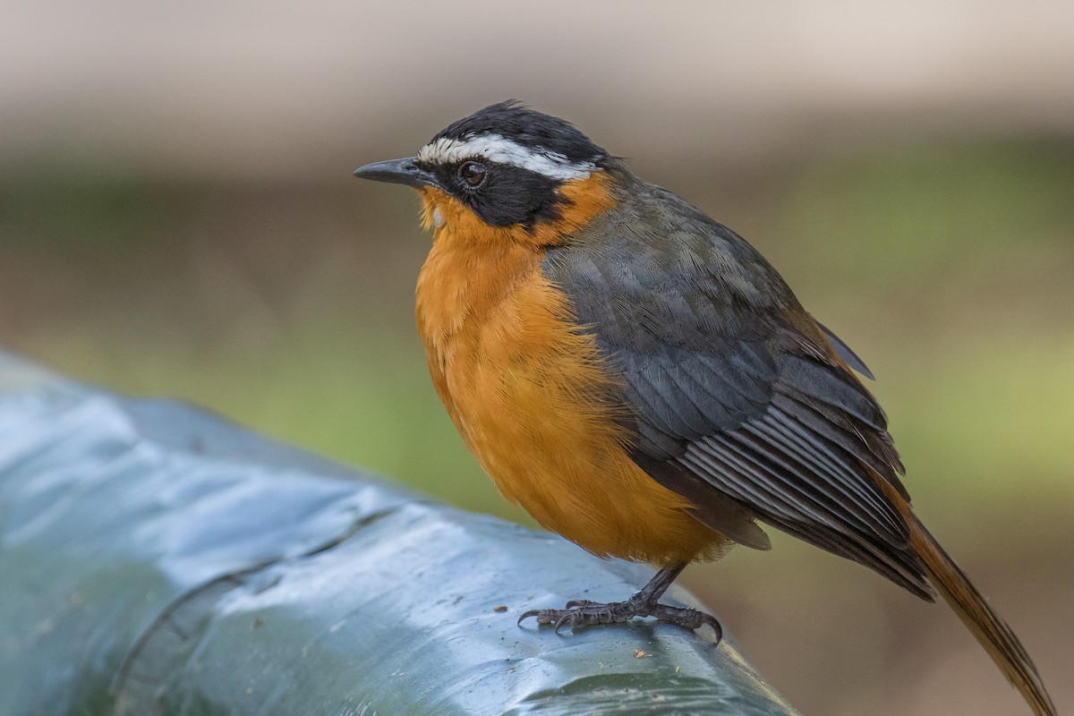 White-browed Robin-Chat - ML333679101
