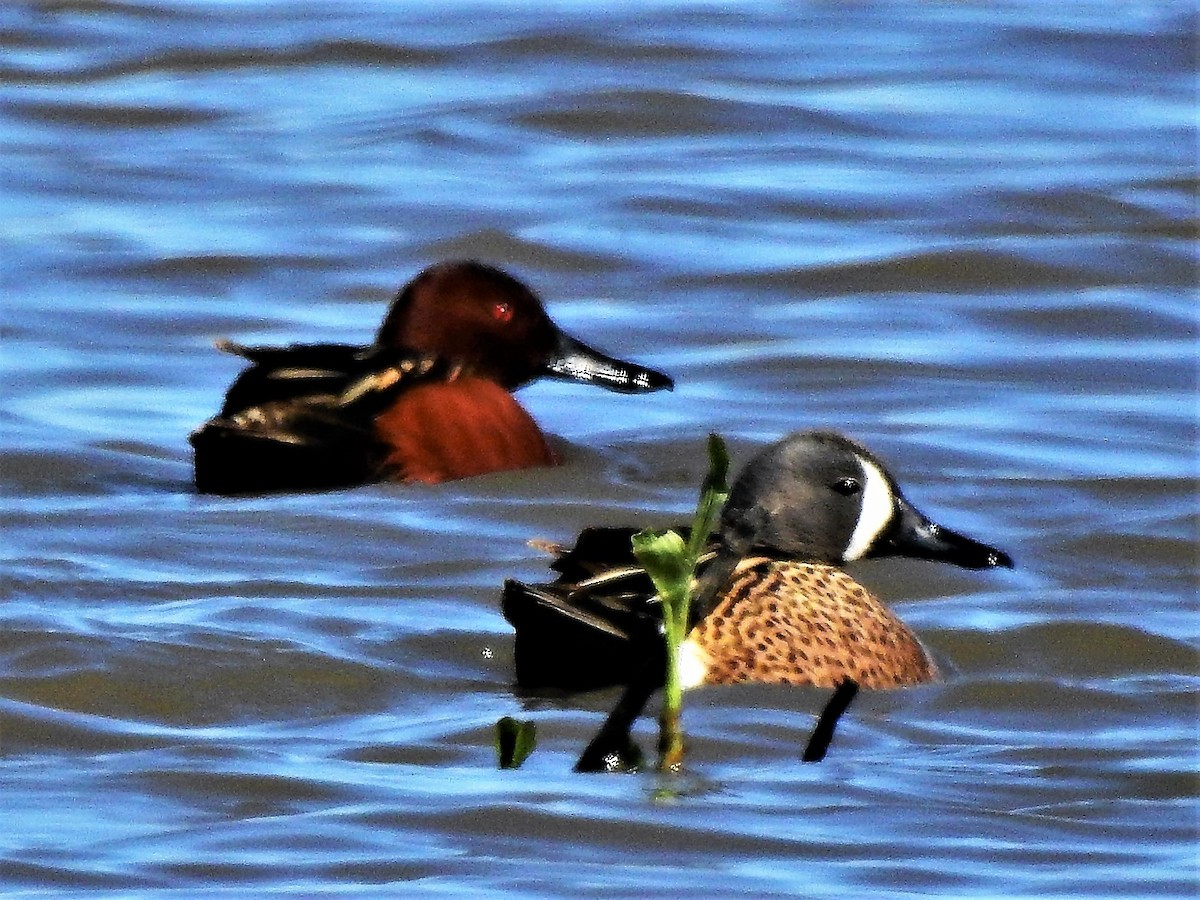 Blue-winged Teal - ML333679381