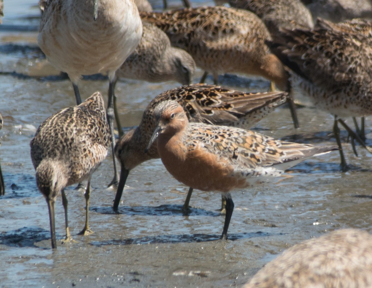Red Knot - ML333682391