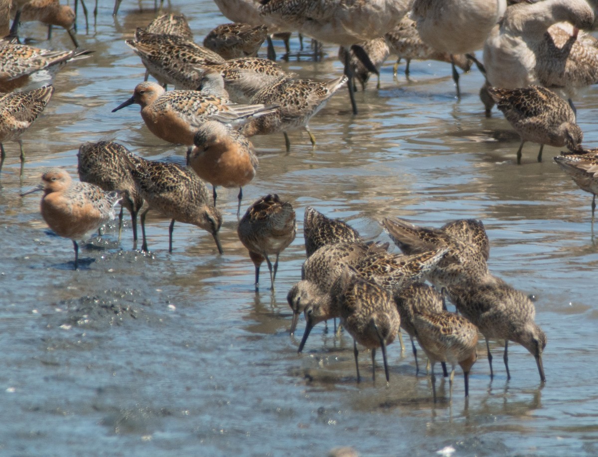 Red Knot - ML333682541