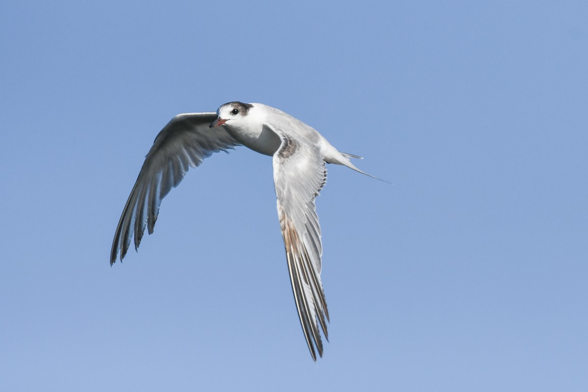 Common Tern - ML333694381