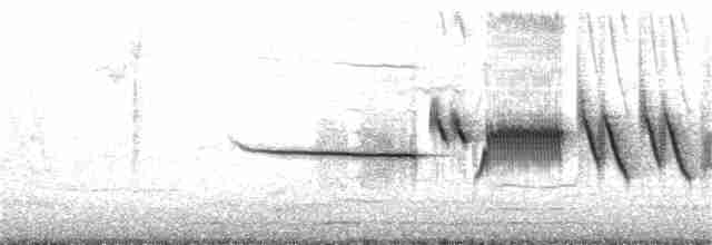 Bruant à couronne blanche (nuttalli) - ML333697171