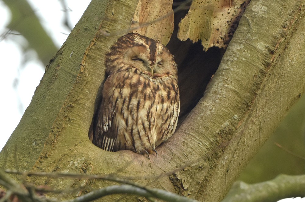 Tawny Owl - ML333697511