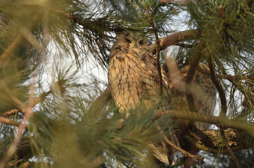 Long-eared Owl - ML333697671