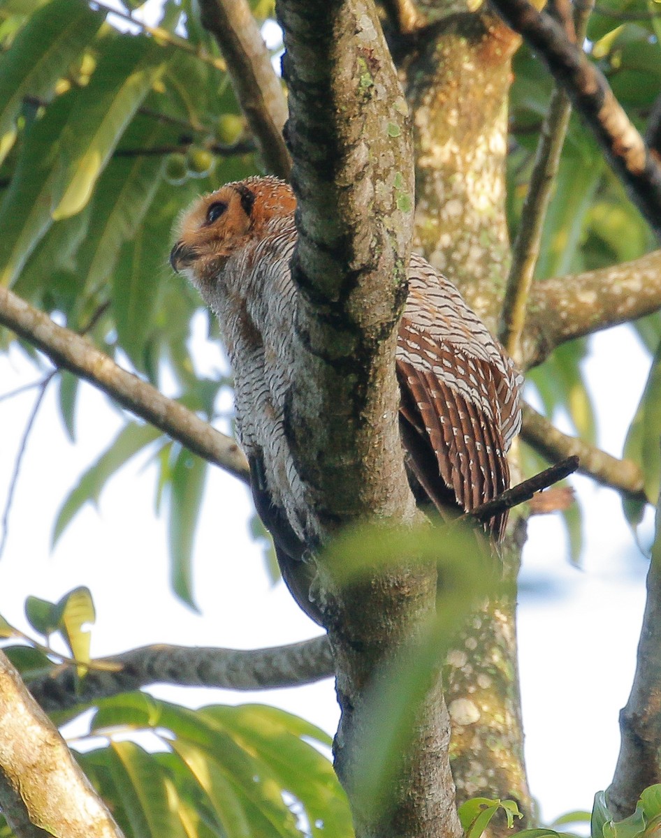 Spotted Wood-Owl - Neoh Hor Kee