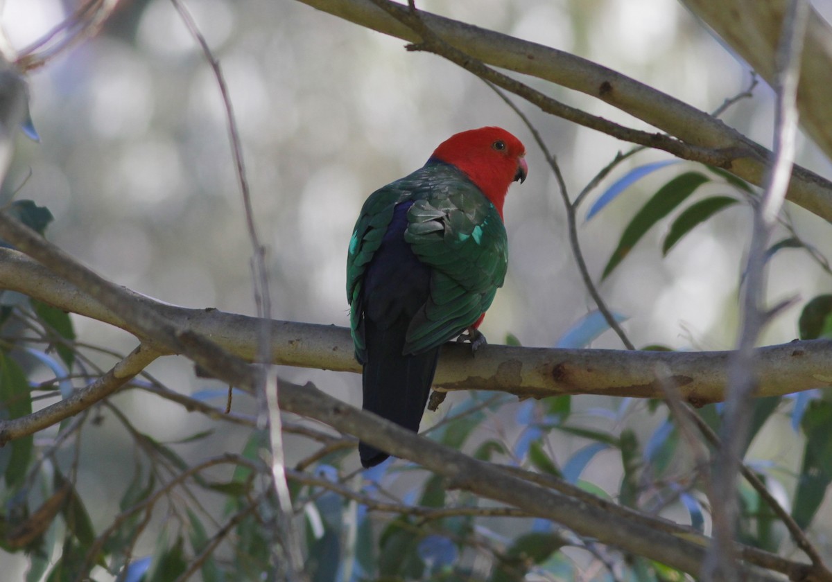 Australian King-Parrot - ML33370291