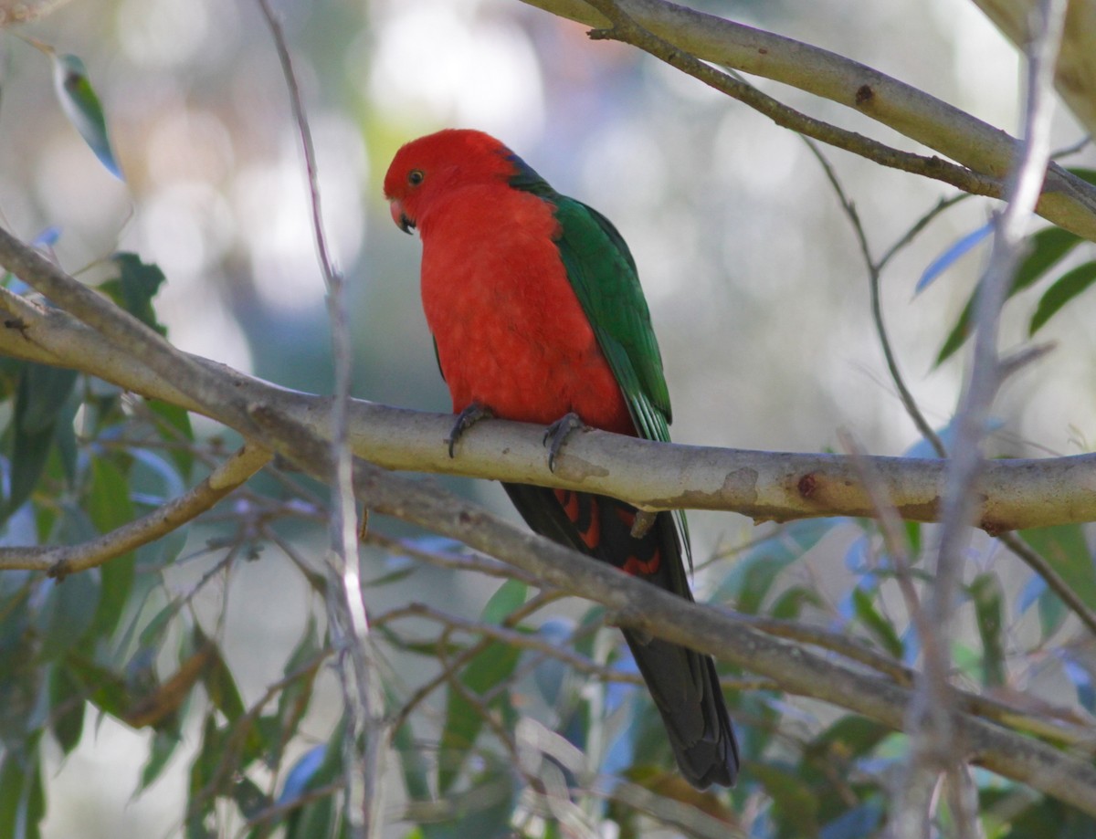 Australian King-Parrot - ML33370311