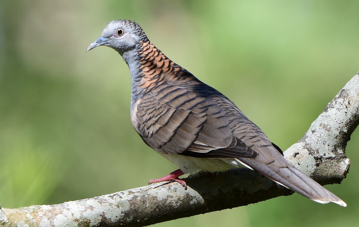 Bar-shouldered Dove - Andy Gee