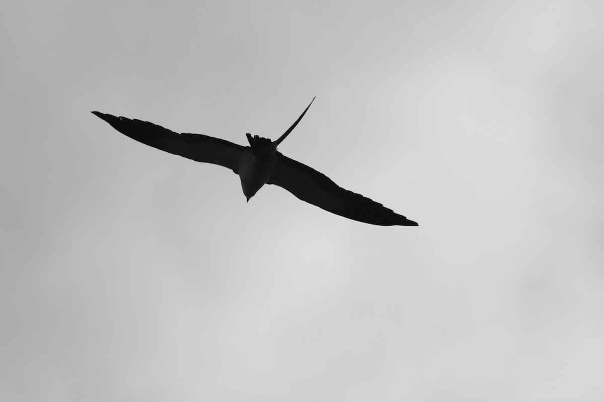 Swallow-tailed Kite - ML33371141