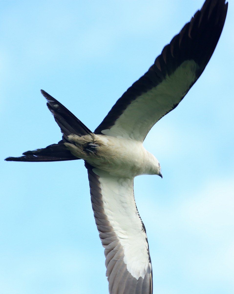 Swallow-tailed Kite - Tim Lenz
