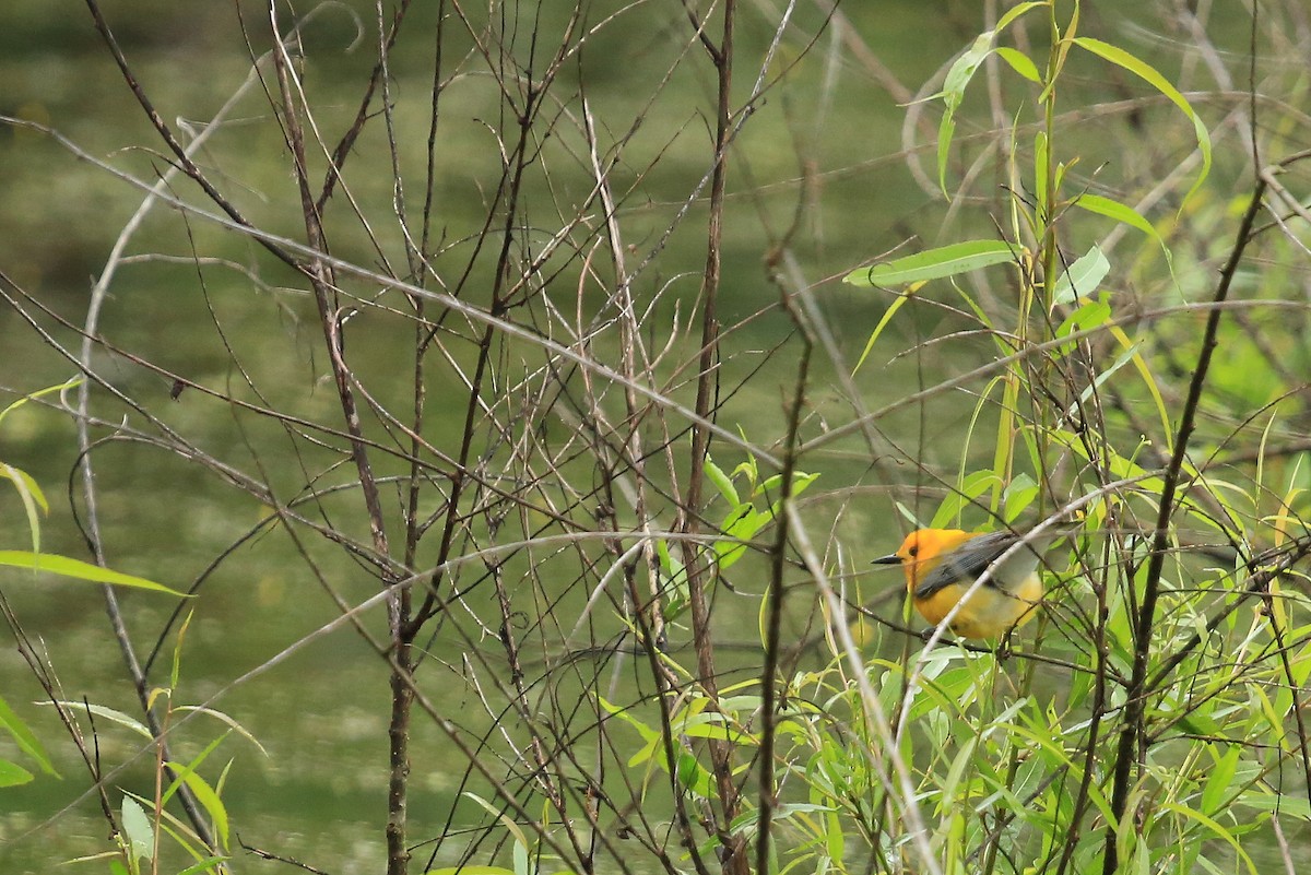 Prothonotary Warbler - Tim Lenz