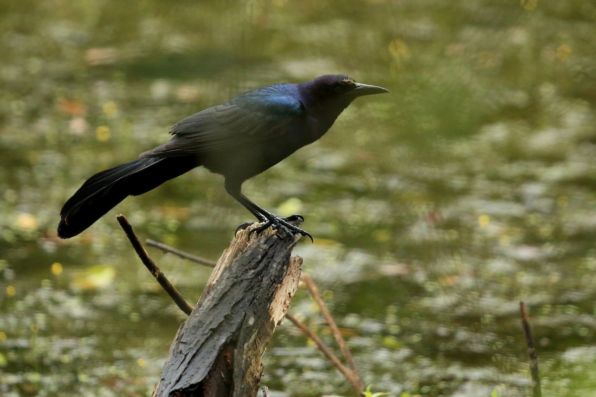 Boat-tailed Grackle - ML33371751