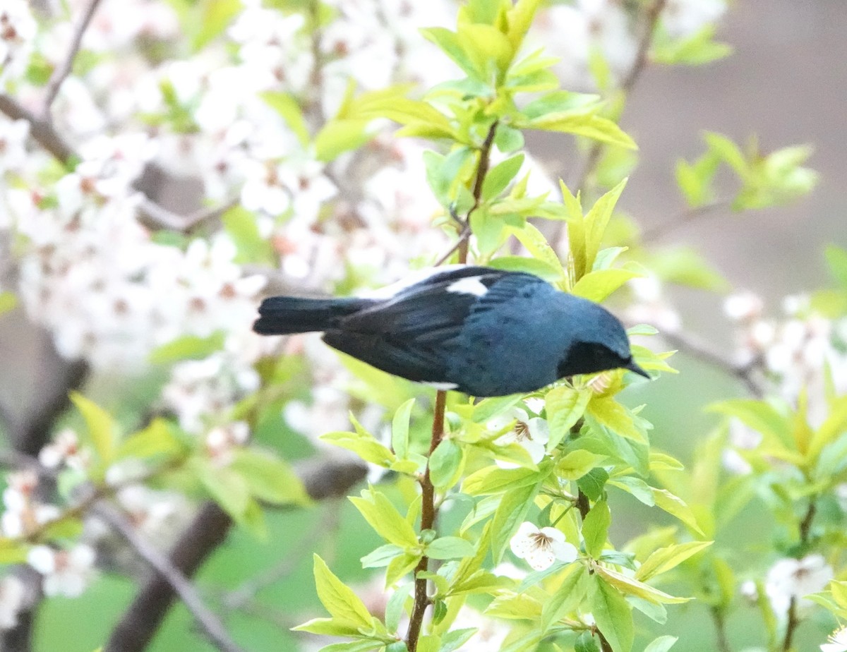 Black-throated Blue Warbler - Clem Nilan