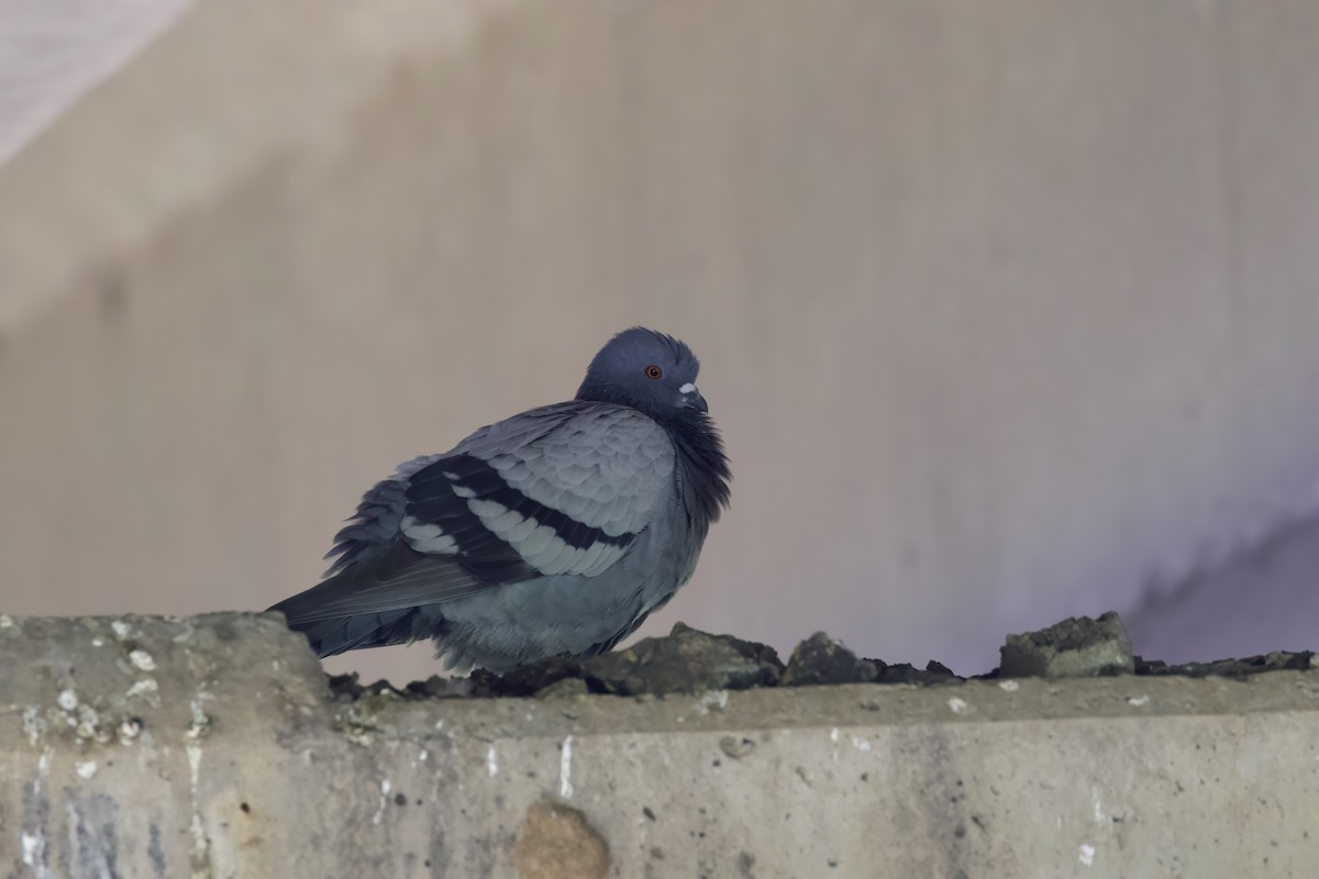 Rock Pigeon (Feral Pigeon) - ML333719931