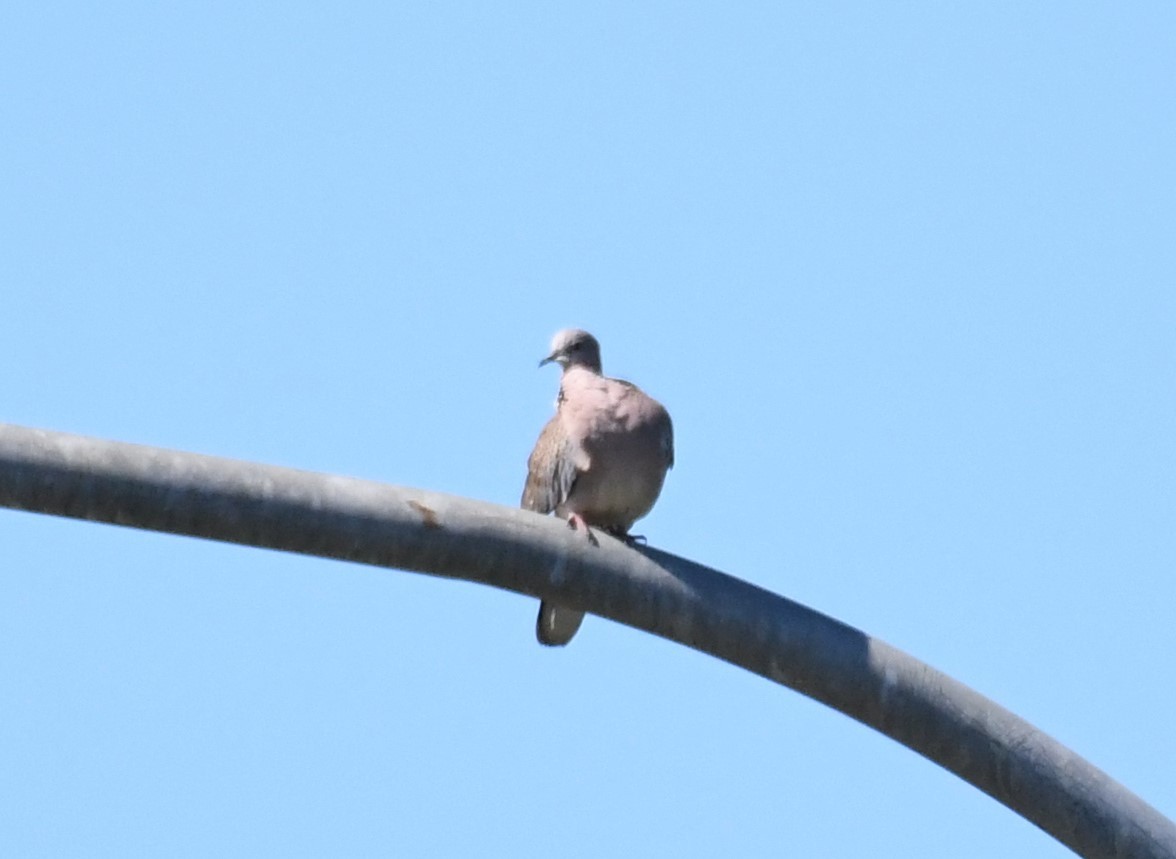 Spotted Dove - ML333721761