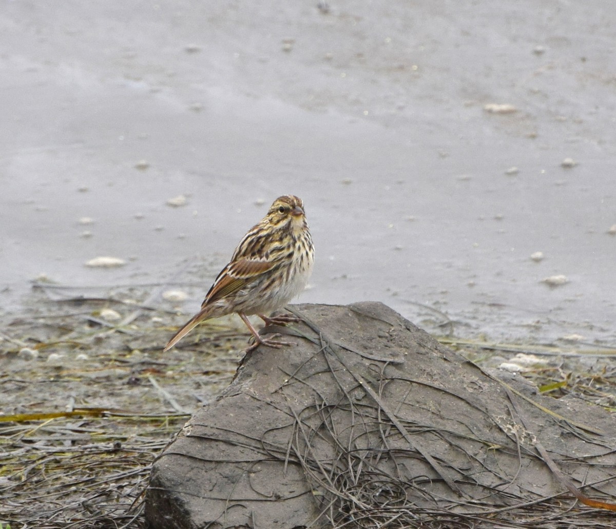 Savannah Sparrow (Savannah) - ML33372181