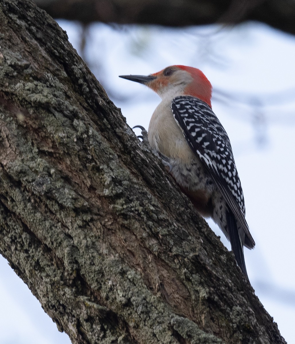 Red-bellied Woodpecker - ML333725981