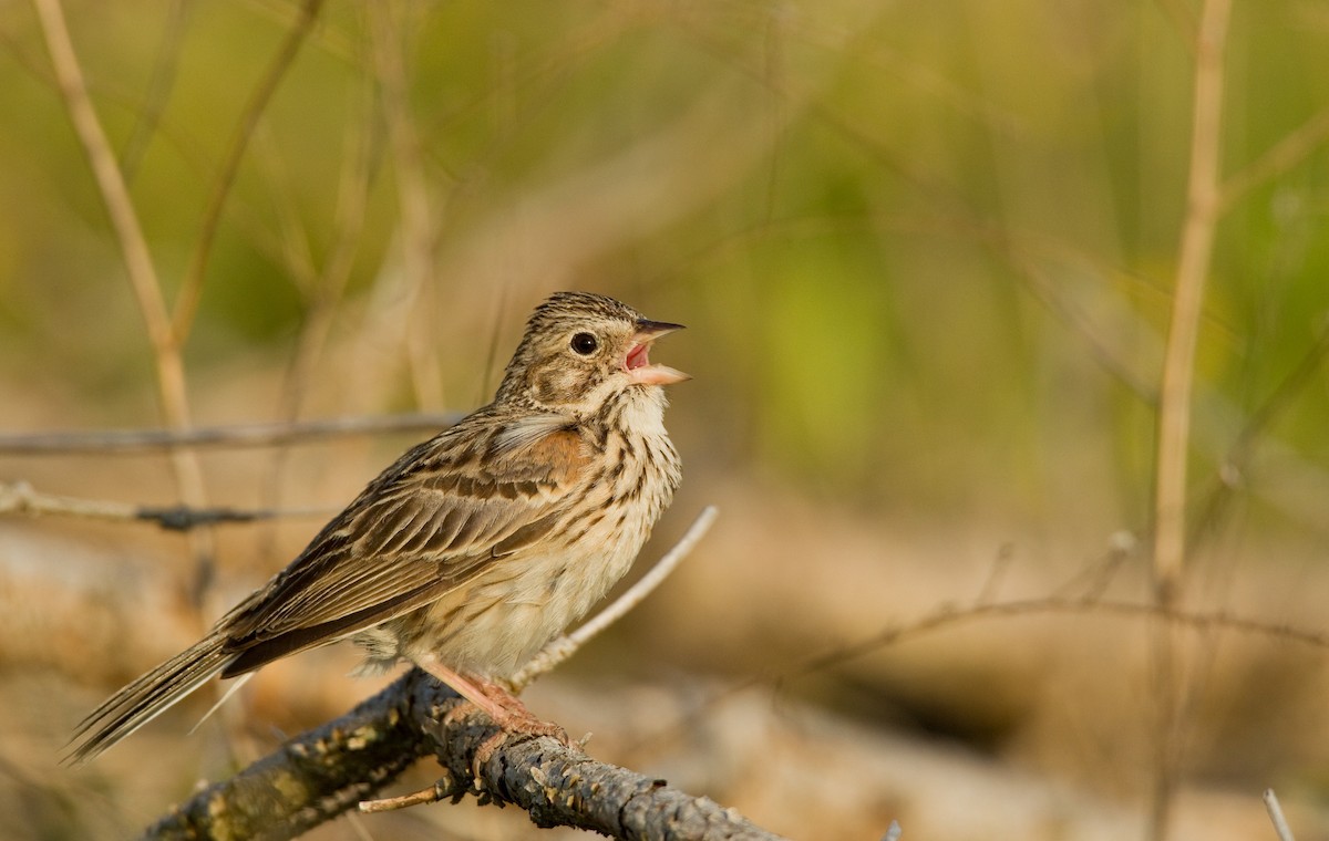 Vesper Sparrow - Ian Davies