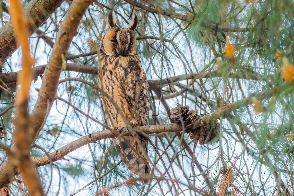Long-eared Owl - Yeray Seminario