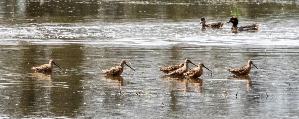 Long-billed Dowitcher - Pat Snyder
