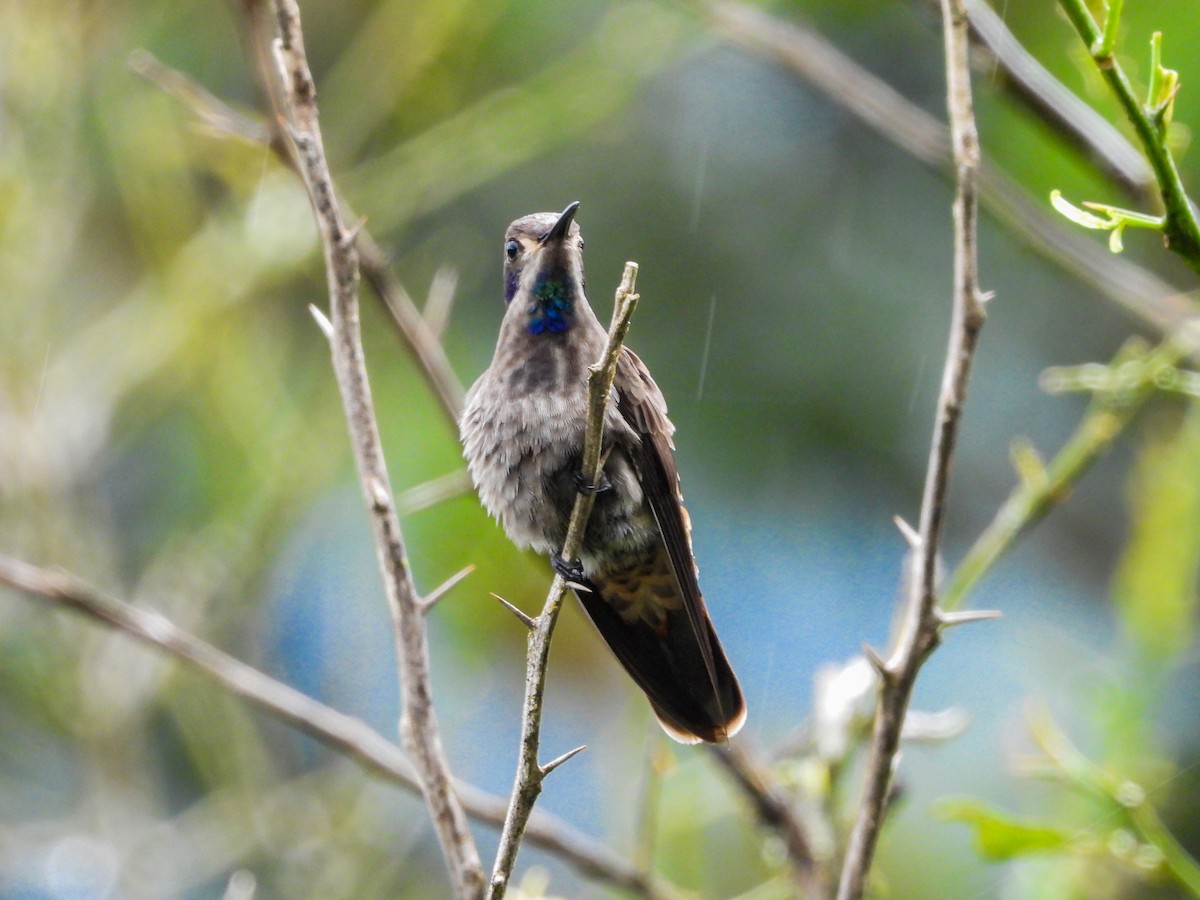 kolibřík fialovouchý - ML333739541