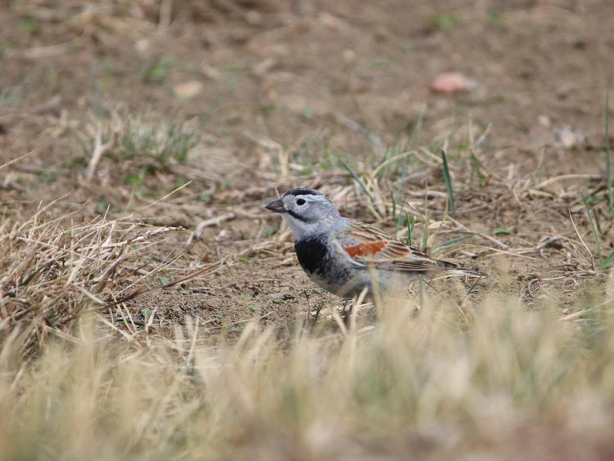 Thick-billed Longspur - Katelyn Luff